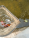 Butterfly goldfish